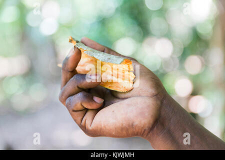 Zanzibar, Tanzanie ; une épice agriculteur détient un morceau de Cannelle Écorce d'un de ses arbres de cannelle. Lorsque les ce sera la vente d'épices. Banque D'Images