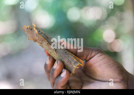 Zanzibar, Tanzanie ; une épice agriculteur détient un morceau de Cannelle Écorce d'un de ses arbres de cannelle. Lorsque les ce sera la vente d'épices. Banque D'Images