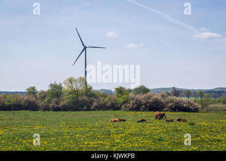 Vaches sur un pré près du village de Lacko dans la Voïvodeship de Poméranie occidentale de Pologne Banque D'Images