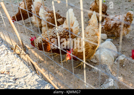 Groupe de poule poulet mangent à côté de la barrière dans leur cage en plein air. Banque D'Images