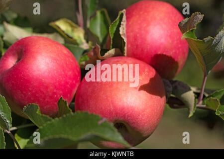 Trois pommes rouges poussent sur la branche d'arbre. des pommes mûres dans le jardin. Banque D'Images