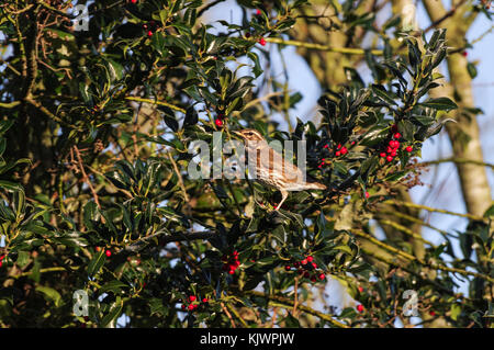 Redwing se nourrissent d'une winterberry holly West Sussex Banque D'Images