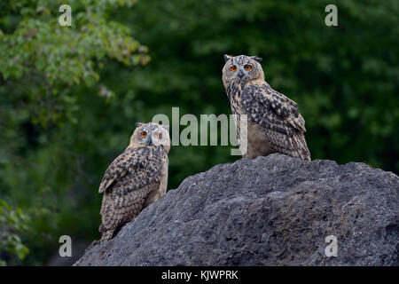 Hibou de l'aigle eurasien / hibou / Uhus ( Bubo bubo ) deux jeunes hiboux perchés l'un à côté de l'autre sur une énorme roche dans une vieille carrière, au crépuscule, faune, Europe. Banque D'Images