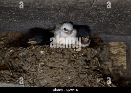 Hirondelle rustique Hirundo rustica Hirondelle ( / ), de poussins dans le nid, près de véritable, l'un avec le plumage blanc, pigment rare, dégradé, leucism leucistic, l'Europe. Banque D'Images