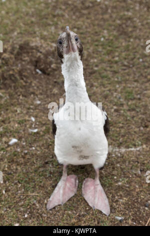 Les jeunes curieux cormorant Banque D'Images