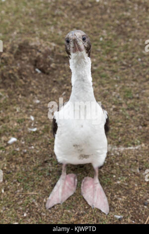 Les jeunes curieux cormorant Banque D'Images