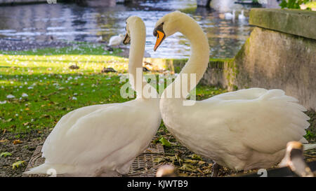 Belgique, bruges, Begijnhof, le couple de cygnes sur la rive dans l'amour de la danse, d'Minnehof VOF Banque D'Images