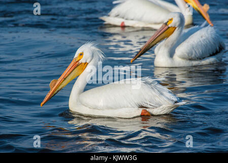 Pélicans blancs (Pelecanus erythrorhynchos), Sand Lake NWR, S. Dakota, USA par Bruce Montagne/Dembinsky Assoc Photo Banque D'Images