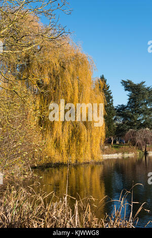 Un arbre saule pleureur doré à l'automne sur les rives de Hemingford Grey lake, Cambridgeshire, Angleterre, Royaume-Uni. Banque D'Images