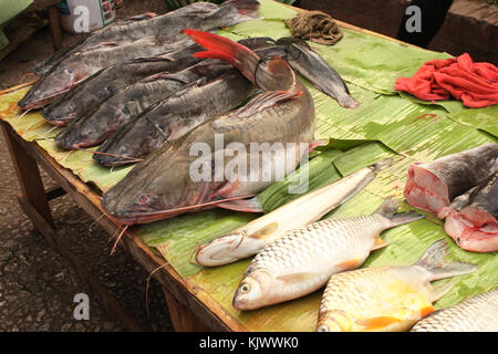 Poisson-chat fraîchement pêché sur la feuille de palmier, le matin, dans un marché aux poissons, de Luang Prabang, Laos Banque D'Images