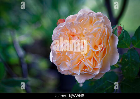 Une autre rose anglaise par David Austin. Grace a des pétales d'abricot ou d'abricot mélangé avec un fort parfum de thé. Il a une forme de fleur de rosette moyenne et très pleine. Banque D'Images