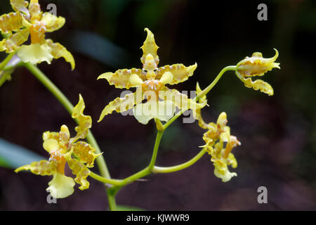 L'orchidée 'Oncidium lineoligerum' se trouve dans les forêts du Costa Rica, du Panama, de la Colombie, de l'Équateur et du Pérou. Il vit comme épiphyte sur les arbres. Banque D'Images