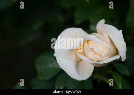 Lions-Rose est également appelé Champagne moment ou Lion's Fairy Tale. Il a été produit par Tim Herman Kordes et est un blanc, proche blanc ou blanc mélange Floribunda. Banque D'Images