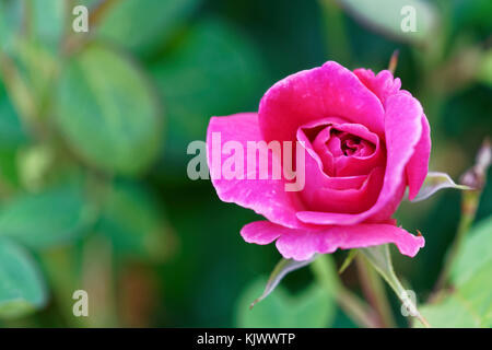 'Baronne Edmond de Rothschild' est une rose rouge, rouge fuchsia/magenta ombragée rose élégante avec un parfum fort. Il fleurit en flushs tout au long de la saison. Banque D'Images