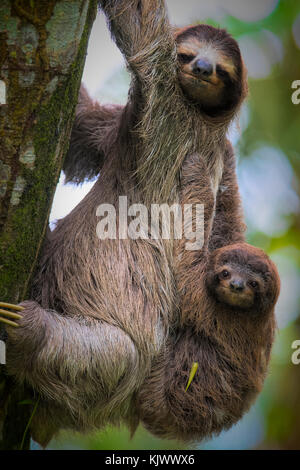 Un cloth à gorge brune (Bradypus variegatus) est un cloth à 3 doigts. Ils vivent principalement dans des arbres élevés dans des forêts tropicales. Bien que cette mère descendait au sol avec son bébé.|Sloth à trois doigts à gorge brune (Bradypus variegatus) Banque D'Images
