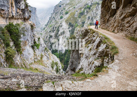 Balade dans les gorges de Cares un canyon profond et spectaculaire en marche dans le parc national Picos de Europa dans le nord de l'Espagne Banque D'Images