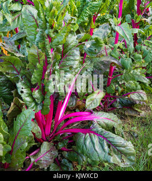 Cerise brillant et rouge tiges de rainbow chard pousse dans un jardin de légumes biologiques Banque D'Images