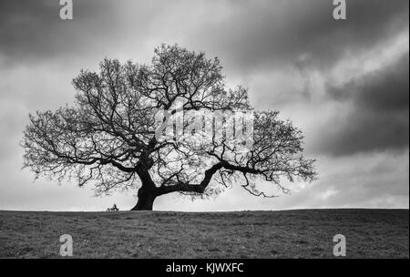 Lone Oak tree en phase d'hiver en dormance avec ciel nuageux - Ashton Court Bristol UK ( mononchrome image ) Banque D'Images