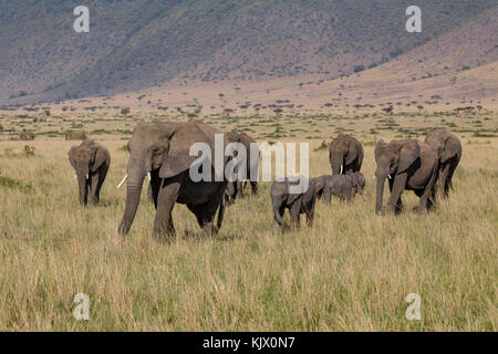 Grand troupeau d'éléphants de savane, de l'auge en octobre 2017, masai Mara, Kenya, Afrique Banque D'Images