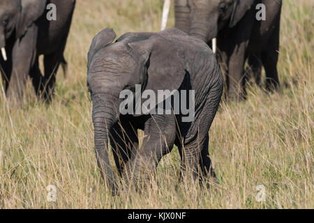 Les jeunes suivant l'éléphant sa mère, troupeau d'éléphants de savane, de l'auge en octobre 2017, masai Mara, Kenya, Afrique Banque D'Images