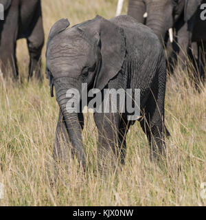 Jeune éléphant à la suite de sa mère, troupeau d'éléphants de savane, de l'auge en octobre 2017, masai Mara, Kenya, Afrique Banque D'Images