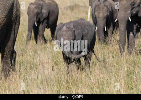 Jeune éléphant à la suite de sa mère, troupeau d'éléphants de savane, de l'auge en octobre 2017, masai Mara, Kenya, Afrique Banque D'Images