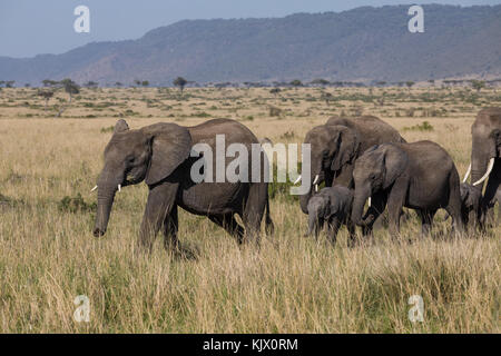 Grand troupeau d'éléphants de savane, de l'auge en octobre 2017, masai Mara, Kenya, Afrique Banque D'Images