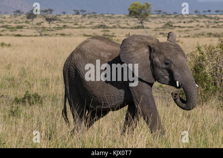 Jeune femme en mouvement de l'éléphant de savane creux, octobre 2017, masai Mara, Kenya, Afrique Banque D'Images