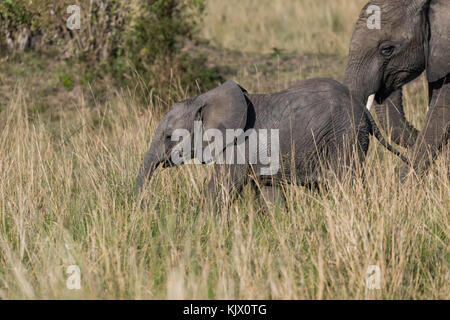 Jeune éléphant à la suite de sa mère, troupeau d'éléphants de savane, de l'auge en octobre 2017, masai Mara, Kenya, Afrique Banque D'Images