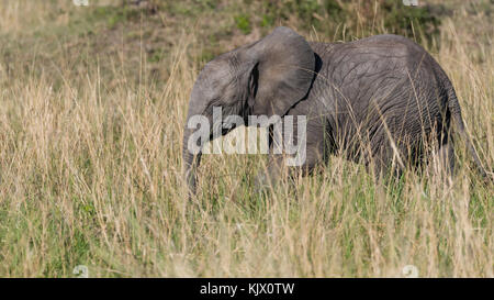 Éléphant mignon jeune suite à sa mère, se déplaçant à travers la savane, octobre 2017, masai Mara, Kenya, Afrique Banque D'Images