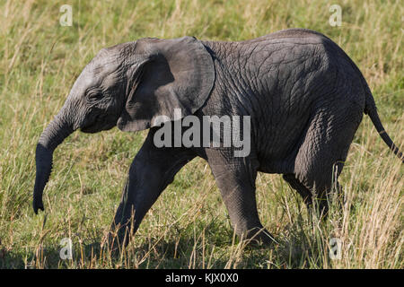 Jeune éléphant à la suite de sa mère, troupeau d'éléphants de savane, de l'auge en octobre 2017, masai Mara, Kenya, Afrique Banque D'Images