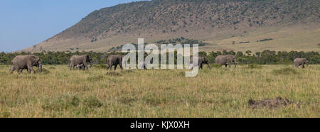 Grand troupeau d'éléphants de savane, de l'auge en mouvement est la mère d'allaiter son enfant,vaste panoramatic photo, octobre 2017, masai Mara, Kenya, Afrique Banque D'Images