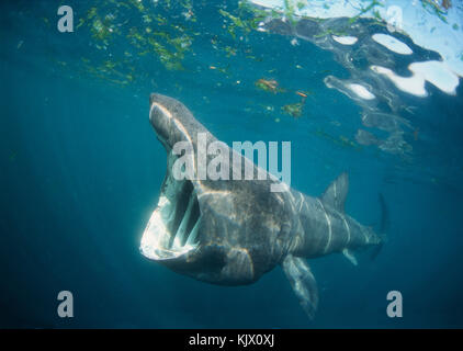 Pèlerin, Cetorhinus maximus, se nourrissant de plancton dans l'Atlantique nord près de la surface au large de la côte de Cornouailles, Angleterre, Royaume-Uni. Banque D'Images