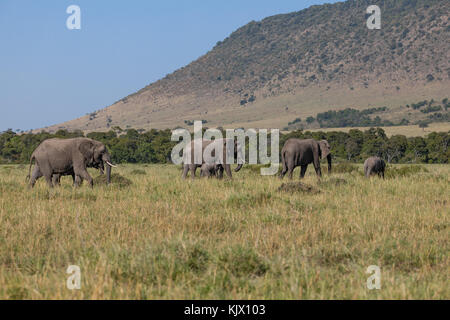 Grand troupeau d'éléphants de savane, de l'auge en mouvement est la mère d'allaiter son enfant,octobre 2017, masai Mara, Kenya, Afrique Banque D'Images