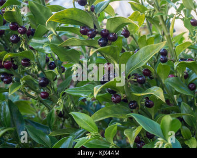 Close up of Sarcocca confusa feuillage et baies noires Banque D'Images