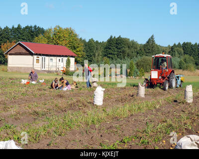 NICA, LETTONIE - 29 AOÛT 2015 : les agriculteurs récoltent des pommes de terre avec un tracteur à deux arracheuses de pommes de terre à sillons avec chaînes secoueuses. Banque D'Images