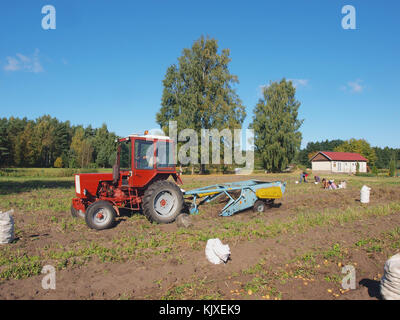 Nica, la Lettonie - le 29 août 2015 : le champ de pommes de terre travaille deux sillons arracheuse de pommes de terre avec les chaînes d'agitation red tracteur de jardin russe T-25. Banque D'Images