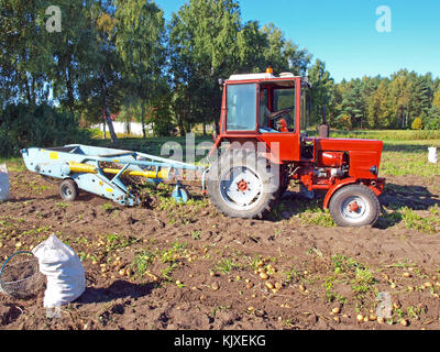 NICA, LETTONIE - 29 AOÛT 2015 : sur le champ de pommes de terre travaille deux sillons excavatrice de pommes de terre avec des chaînes de secouage propulsé par le tracteur de jardin russe rouge T-25. Banque D'Images