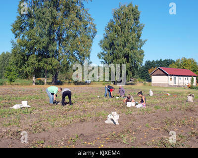 NICA, LETTONIE - 29 AOÛT 2015 : les ouvriers agricoles de campagne récoltent des pommes de terre dans le potager. Banque D'Images