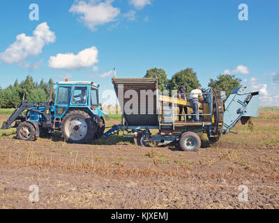 NICA, LETTONIE - 29 AOÛT 2015 : sur le terrain, un tracteur fonctionne avec une récolteuse de pommes de terre à sillon. Banque D'Images