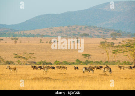 Le pâturage des troupeaux d'animaux sauvages à serengeti Banque D'Images