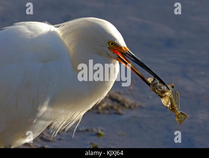 Aigrette neigeuse et chabots Banque D'Images