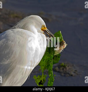 Aigrette neigeuse et chabots Banque D'Images