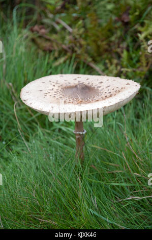 Coulemelle (Macrolepiota procera) Richmond Park, Londres, Royaume-Uni, Iles britanniques Banque D'Images