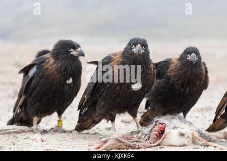 Caracara strié bénéficiant d'un repas Banque D'Images