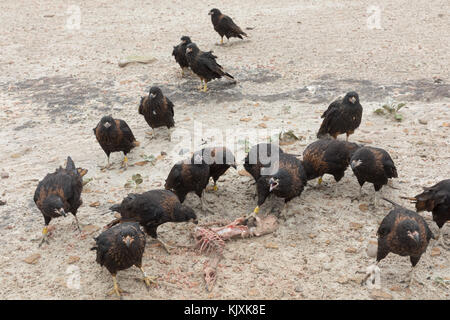 Caracara strié bénéficiant d'un repas Banque D'Images