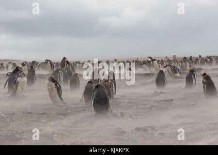 Des pingouins dans l'sandstorm Banque D'Images