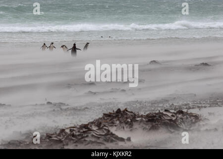 Des pingouins dans l'sandstorm Banque D'Images