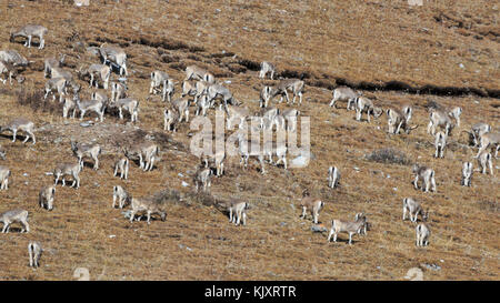 Troupeau de moutons bleus de l'Himalaya, Bharal Pseudois nayaur Elenium (ou) sur une chaîne de montagnes, Sichuan, dans une région tibétaine, Chine Banque D'Images