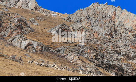 Troupeau de moutons bleus de l'Himalaya, Bharal Pseudois nayaur Elenium (ou) sur une chaîne de montagnes, Sichuan, dans une région tibétaine, Chine Banque D'Images